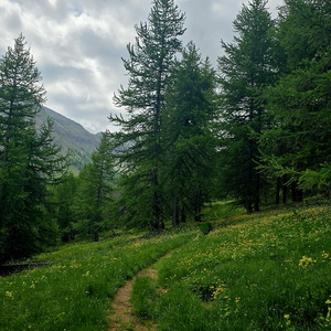 Lacs de Lignin